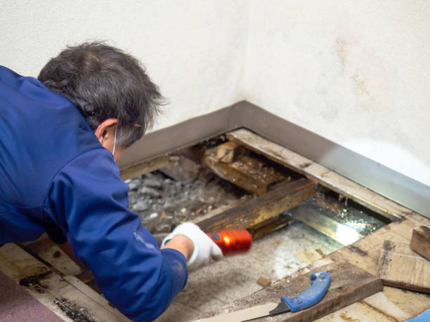 Best Kitchen Mold Remediation in Kathleen, FL