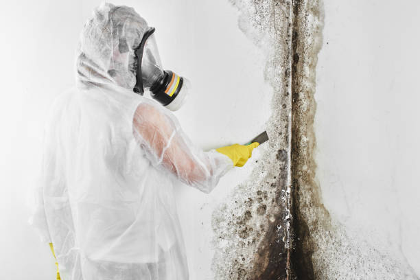 Best Residential Mold Remediation in Kathleen, FL