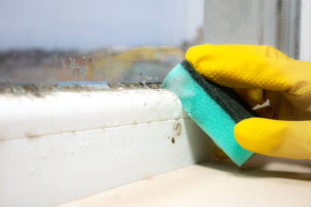 Best Residential Mold Remediation in Kathleen, FL